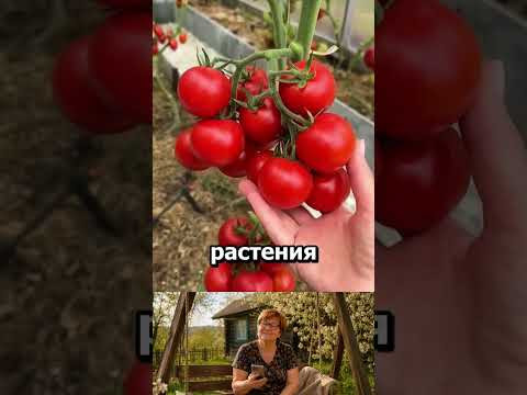 Самая эффективная подкормка для всего сада #огород #дача #сад #урожай #советыдачникам Самая эффективная подкормка для всего сада #огород #дача #сад #урожай #советыдачникам