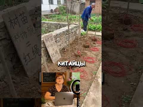 Зачем китайцы привязывают к корням веревку? #дача #сад #огород #shorts