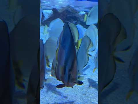 #relax #uae #dubai #fish #shorts