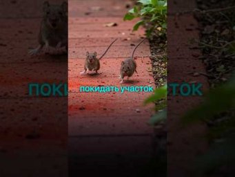 Мощное средство от мышей без химии и препаратов #огород #дача #сад #погреб #вредители #лайфхак