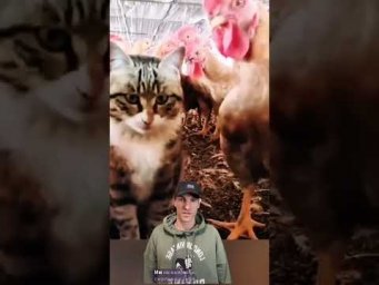 Котики вышли из-под контроля! #shorts #приколы #смешно