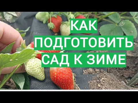 Обязательно сделайте это до зимы, если не хотите потерять свои посадки!