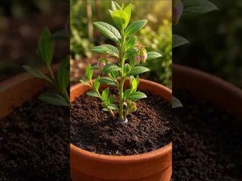 You Won&rsquo;t Believe What Grew From This Tiny Seed! 