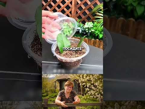 КАК МОЯ БАБУШКА ПРОРАЩИВАЛА ЛИСТЬЯ? #дача #сад #огород
