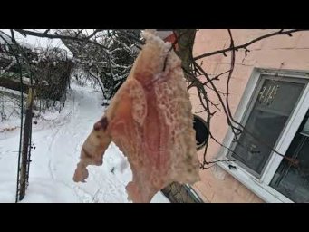asmr mukbang - Cute Titmouse Eating Fat in Winter  Wild Bird Close-Up