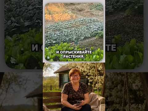 Пищевая сода, простой и доступный помощник в огороде#сад #огород #сода #урожай #shorts