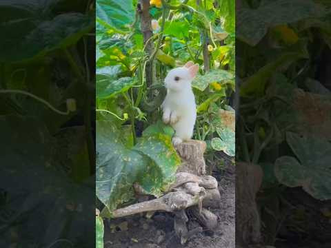 Простая подкормка раз в месяц и огурцов завались #дача #сад #огород #урожай #огурцы Простая подкормка раз в месяц и огурцов завались #дача #сад #огород #урожай #огурцы