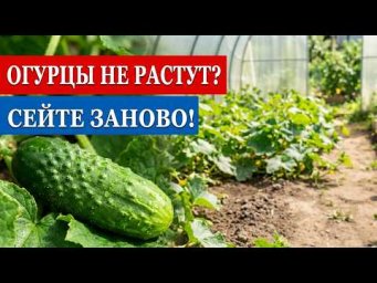 ОГУРЦЫ НЕ РАСТУТ? СЕЙТЕ ЗАНОВО! Вторая волна в июне &mdash; мой проверенный метод.