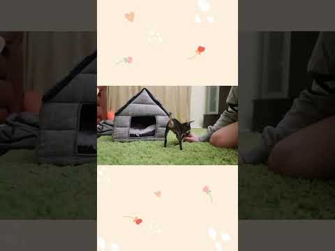 My best friend #puppy #funny #shorts