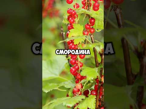 Самая полезная ягода #shorts