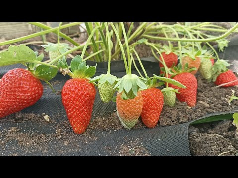 УЖЕ ОБЪЕЛИСЬ СВОЕЙ КЛУБНИКОЙ! СЕКРЕТЫ ДЛЯ РАННЕГО УРОЖАЯ КЛУБНИКИ, цветет клубника чем подкормить УЖЕ ОБЪЕЛИСЬ СВОЕЙ КЛУБНИКОЙ! СЕКРЕТЫ ДЛЯ РАННЕГО УРОЖАЯ КЛУБНИКИ, цветет клубника чем подкормить
