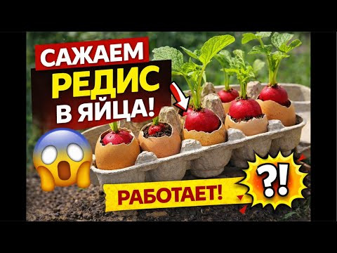 Посадка редиса в яичные лотки быстрый способ выращивания Посадка редиса в яичные лотки быстрый способ выращивания