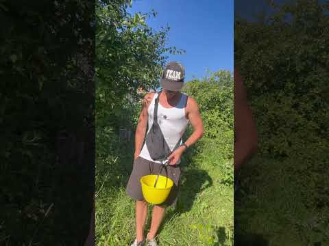 #lifehacks #лайфхак #огород #shorts