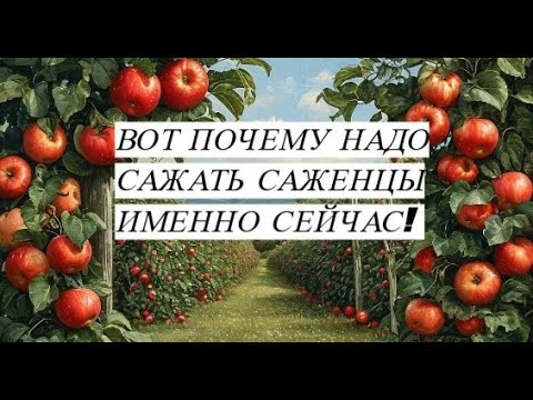 Не бойтесь сейчас сажать саженцы. Вот почему я решила посадить яблони именно осенью. Не бойтесь сейчас сажать саженцы. Вот почему я решила посадить яблони именно осенью.