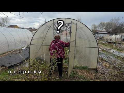 Уборка в теплице &mdash; залог урожая . жмзнь в деревне. Сад и огород , Семейные посиделки 2026