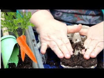 ВСЮ ЖИЗНЬ СЕЯЛА МОРКОВЬ и НЕ ЗНАЛА ОБ ЭТОМ СПОСОБЕ!