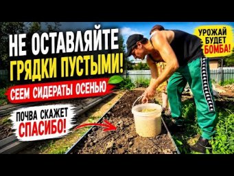 НЕ ОСТАВЛЯЙТЕ ГРЯДКИ ПУСТЫМИ! Что сеем осенью для богатого урожая весной? #сидераты #огород