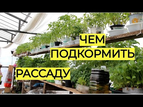 Революция в выращивании рассады: этот метод перевернет ваше представление об удобрениях! Революция в выращивании рассады: этот метод перевернет ваше представление об удобрениях!
