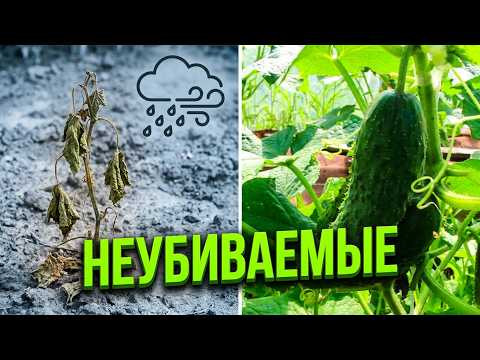 Белорусские семена огурцов или проверенный Кураж? Что посеяла в этом году. Белорусские семена огурцов или проверенный Кураж? Что посеяла в этом году.