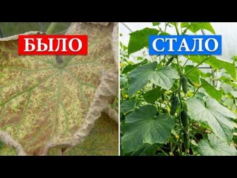 ОГУРЦЫ ОЖИВУТ НА ГЛАЗАХ! Лучшая помощь после клеща.