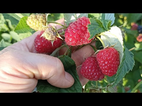 КУСТЫ ПРОСТО ЛОМЯТСЯ ОТ ЯГОД! НЕ ЗАБУДЬТЕ СДЕЛАТЬ ЭТО С МАЛИНОЙ! КУСТЫ ПРОСТО ЛОМЯТСЯ ОТ ЯГОД! НЕ ЗАБУДЬТЕ СДЕЛАТЬ ЭТО С МАЛИНОЙ!