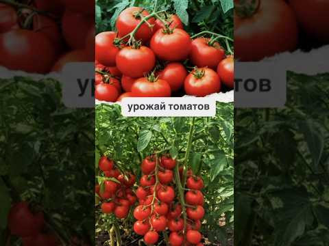 Секрет раскрыт 