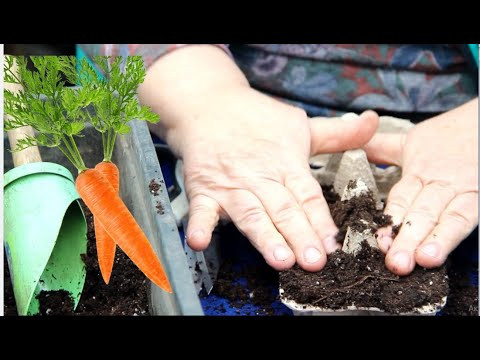 ВСЮ ЖИЗНЬ СЕЯЛА МОРКОВЬ и НЕ ЗНАЛА ОБ ЭТОМ СПОСОБЕ!