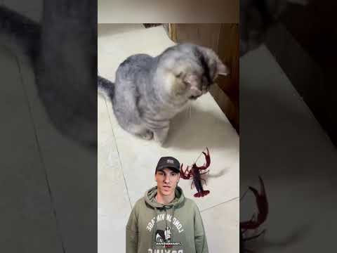 Смешные видео с животными #приколы #котики