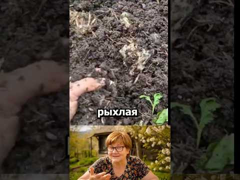 Земля как пух - навоз не нужен #огород #дача #сад #советыдачникам Земля как пух - навоз не нужен #огород #дача #сад #советыдачникам
