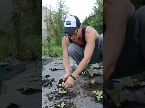#ASMR Farming Bliss &ndash; Tapping, Scratching & Planting