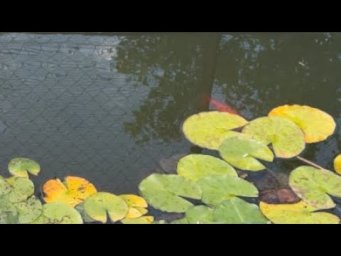 #asmr #relaxing #nature