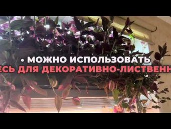 Традесканция: Как вырастить идеальное ампельное растение
