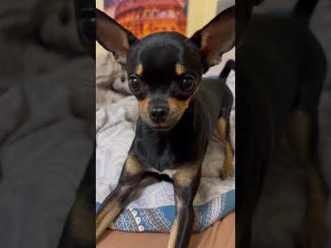 #funny video vith #puppy #shorts