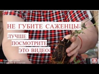 НЕ СОВЕРШАЙТЕ ОШИБКУ! НЕ ГУБИТЕ САЖЕНЦЫ! ЛУЧШЕ ПОСМОТРИТЕ ЭТО ВИДЕО!