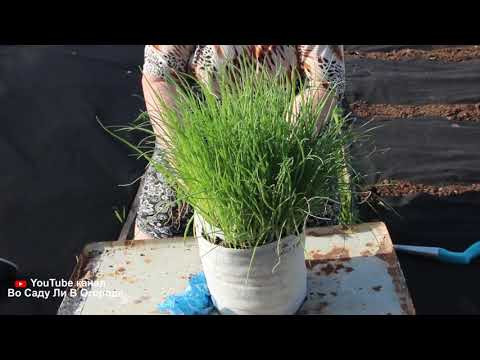 Супер способ выращивания лука на зелень. Лук на зелень. Супер способ выращивания лука на зелень. Лук на зелень.