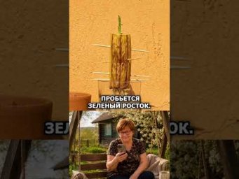 Попробуйте вырастить банан таким способом #огород #сад #банан #урожай #лайфхак