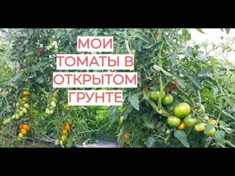 Кусты ломятся от томатов! Обзор моих ТОМАТОВ в ОТКРЫТОМ ГРУНТЕ 2024. Юлия Миняева.