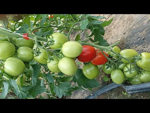 Теплицы ломятся от томатов! Обзор всех моих теплиц с томатами 2024. Юлия Миняева. Теплицы ломятся от томатов! Обзор всех моих теплиц с томатами 2024. Юлия Миняева.