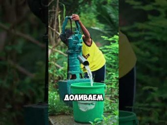 Томаты и огурцы завалят урожаем после этой подкормки #огород #лайфхаки #shorts