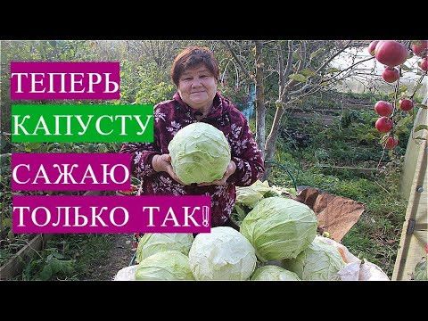 Лучший способ выращивания капусты! Показываю результат. Обязательно попробуйте в новом сезоне! Лучший способ выращивания капусты! Показываю результат. Обязательно попробуйте в новом сезоне!