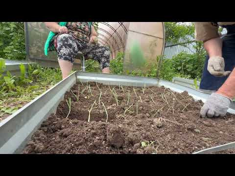 Эта технология спасёт любого дачника #дача #сад #shorts #лайфхаки