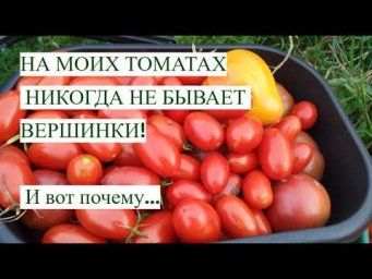 НА МОИХ ТОМАТАХ НИКОГДА НЕ БЫВАЕТ ВЕРШИНКИ. И вот почему...