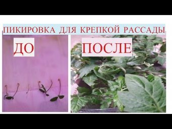 ПОСЛЕ ТАКОЙ ПИКИРОВКИ РАССАДА ТОМАТОВ КРЕПКАЯ И КОРЕНАСТАЯ ! Пикировка томатов.