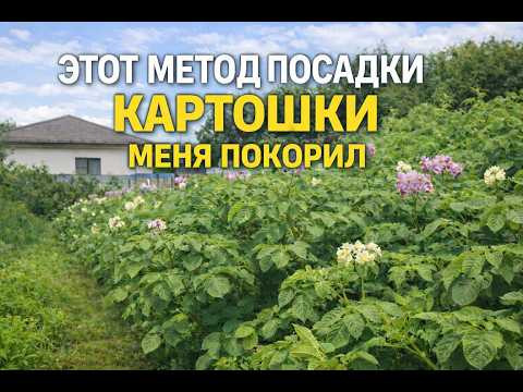 Не собиралась сажать картошку, но этот метод меня покорил!