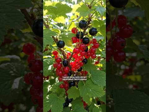 Смородина после урожая: что делать обязательно?