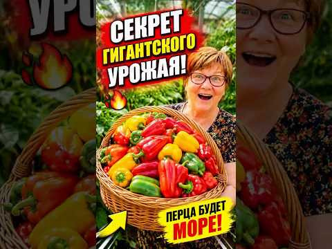 Успейте перцы подкормить в начале лета #огород #дача #сад #урожай #советыдачникам Успейте перцы подкормить в начале лета #огород #дача #сад #урожай #советыдачникам