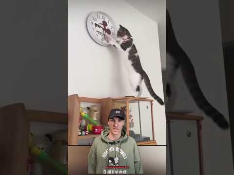 #приколы . Этот кот сделал мой день ! #смешно