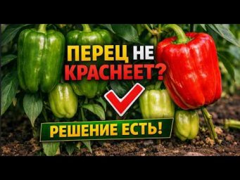 Перец не краснеет? Решение есть!