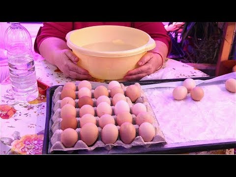 НЕ СОВЕРШАЙТЕ ЭТИХ ОШИБОК, ЕСЛИ ХОТИТЕ ВЫВЕСТИ ЗДОРОВЫХ И КРЕПКИХ ЦЫПЛЯТ! НЕ СОВЕРШАЙТЕ ЭТИХ ОШИБОК, ЕСЛИ ХОТИТЕ ВЫВЕСТИ ЗДОРОВЫХ И КРЕПКИХ ЦЫПЛЯТ!