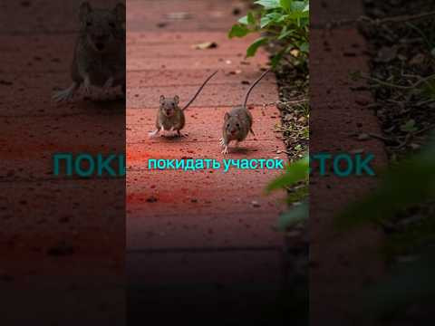 Мощное средство от мышей без химии и препаратов #огород #дача #сад #погреб #вредители #лайфхак Мощное средство от мышей без химии и препаратов #огород #дача #сад #погреб #вредители #лайфхак